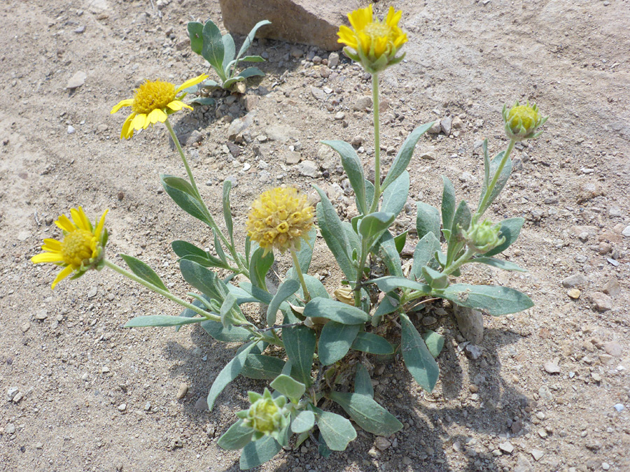 Seven flowering stems