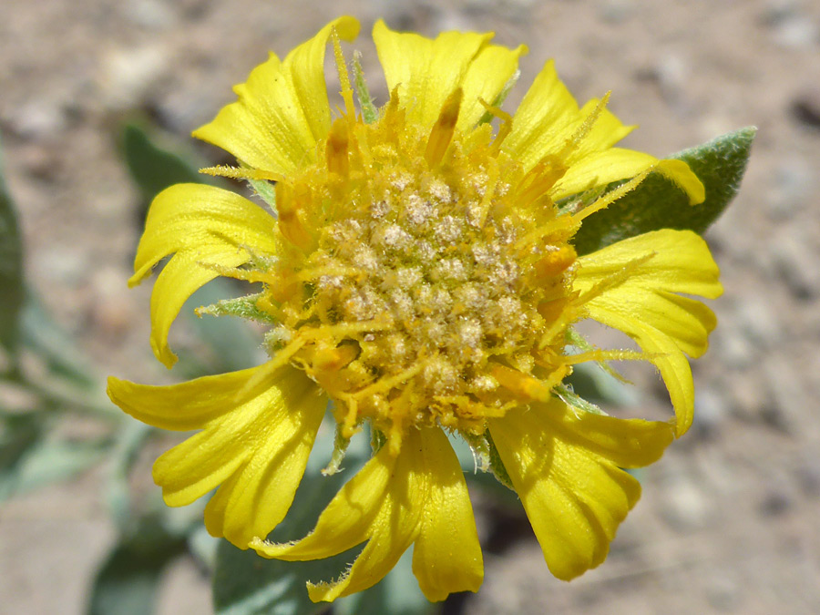 Yellow flowerhead