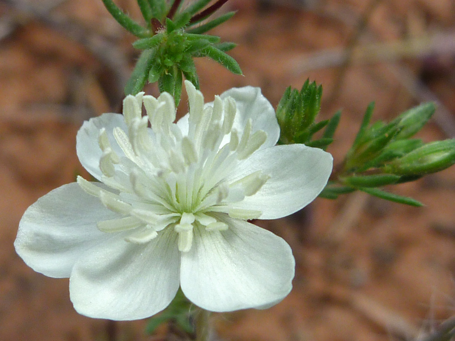 White flower