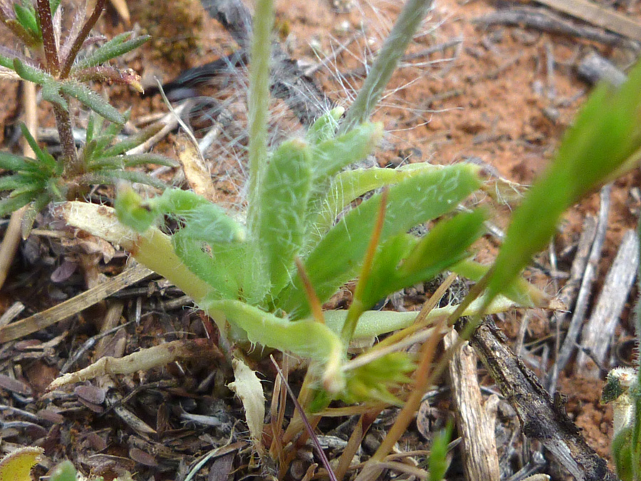 Stem and basal leaves