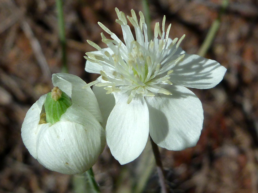 Flower and fruit