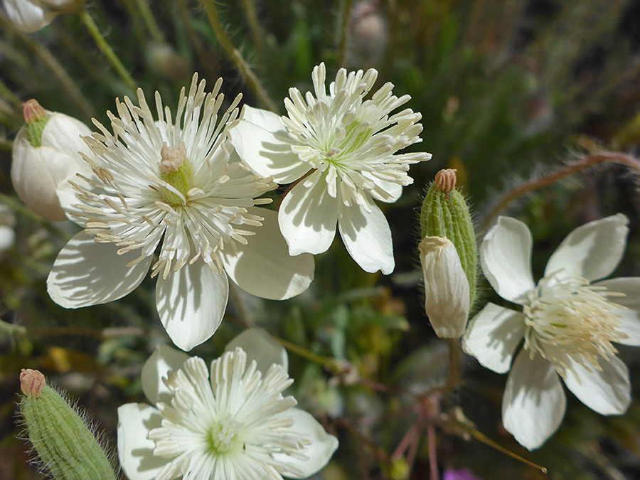 Group of flowers