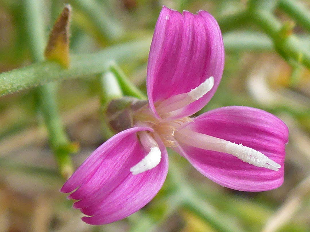 Three pink florets