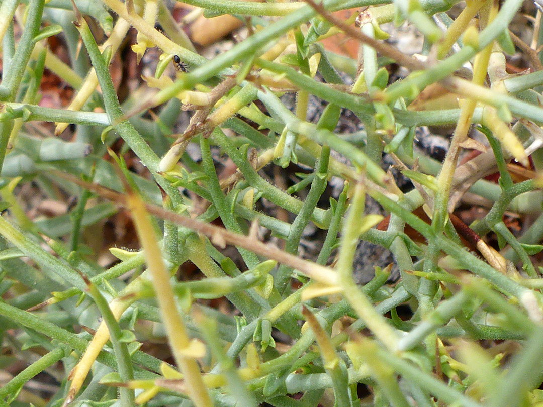Spines and stems