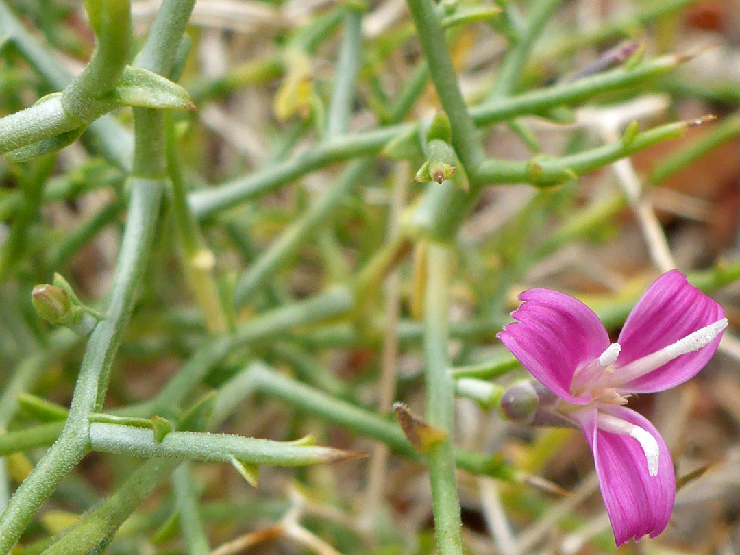 Flower and leaves