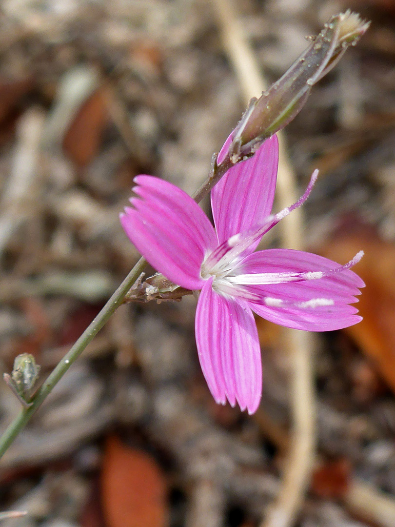 Pink flowerhead