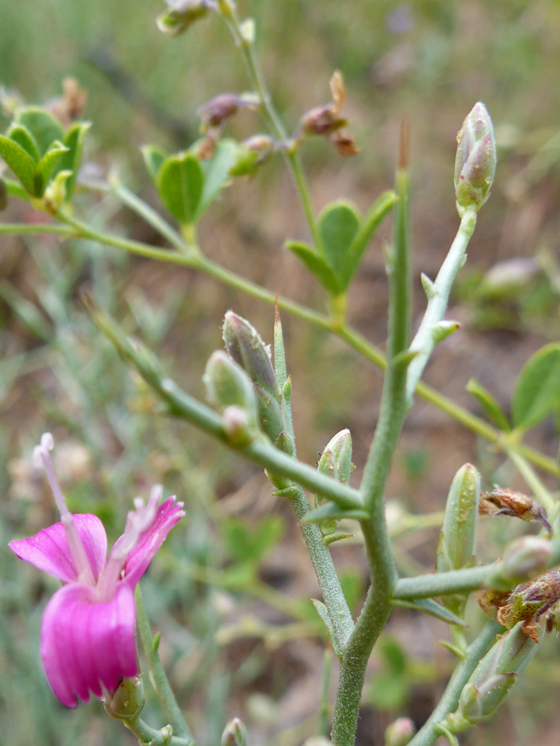 Branched stem