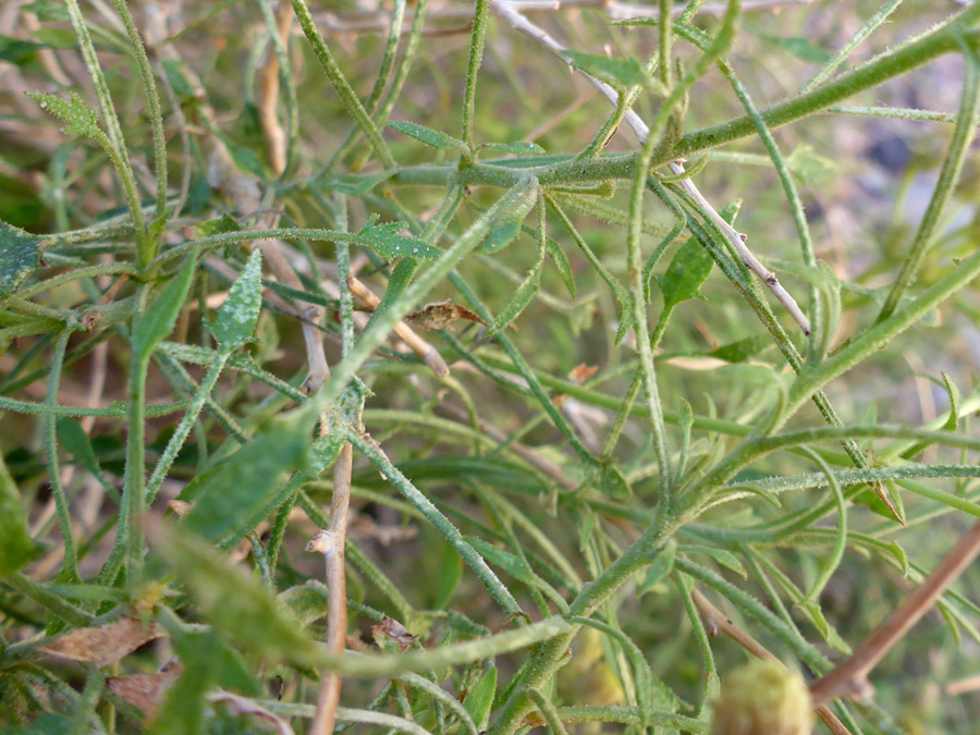 Stems and leaves