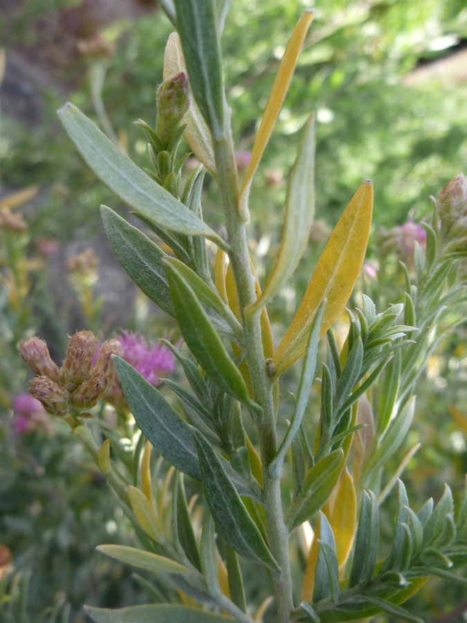 Lanceolate leaves