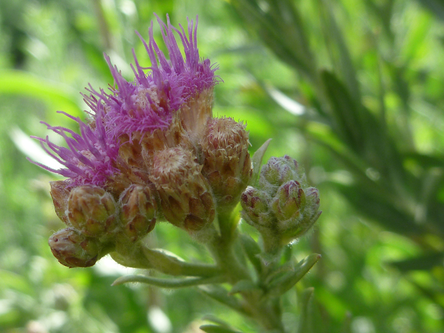 Flowers and buds