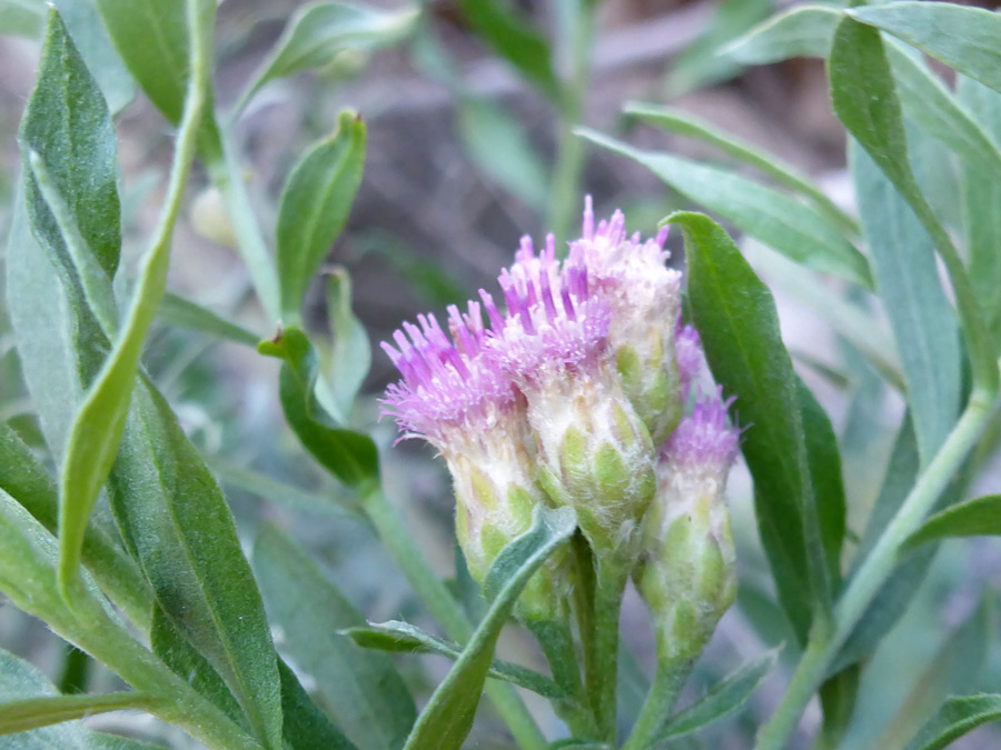 Group of flowerheads