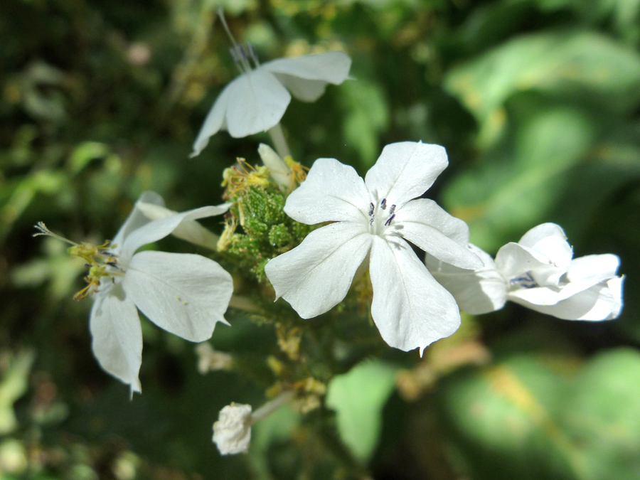 White flowers