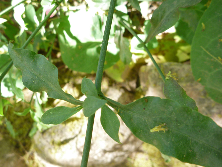 Green leaves