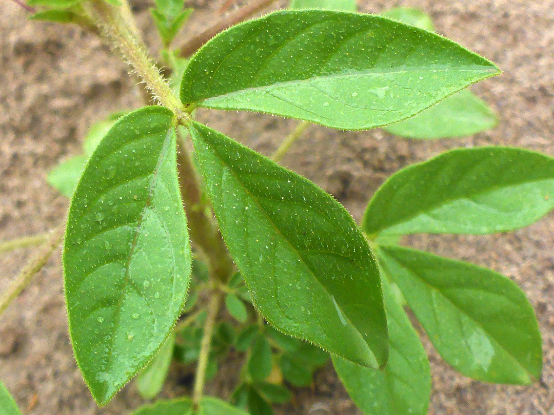 Trifoliate leaf
