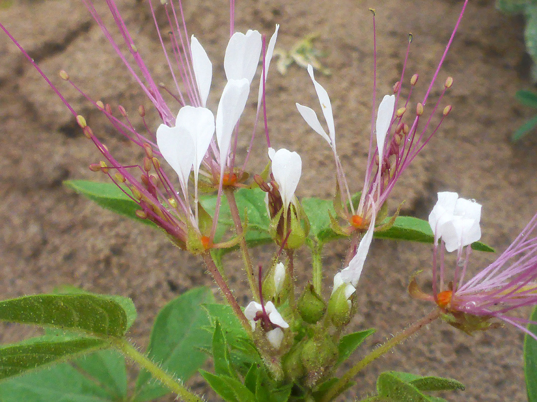 Leaves and flowers