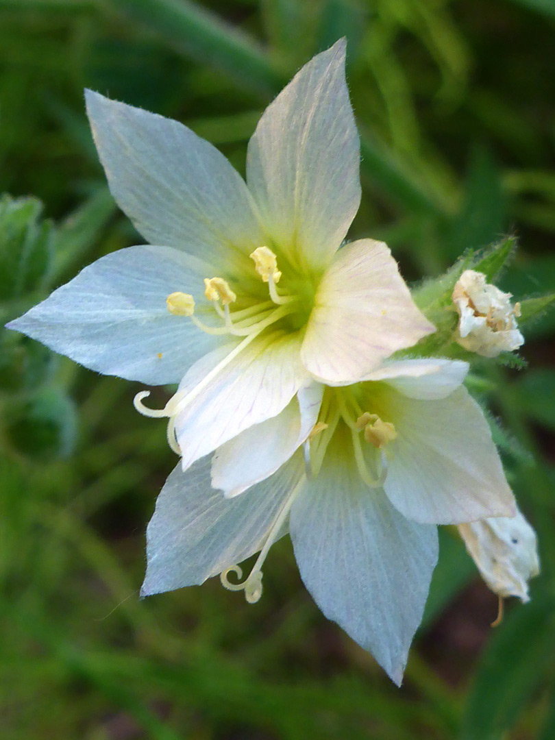 Two yellowish flowers