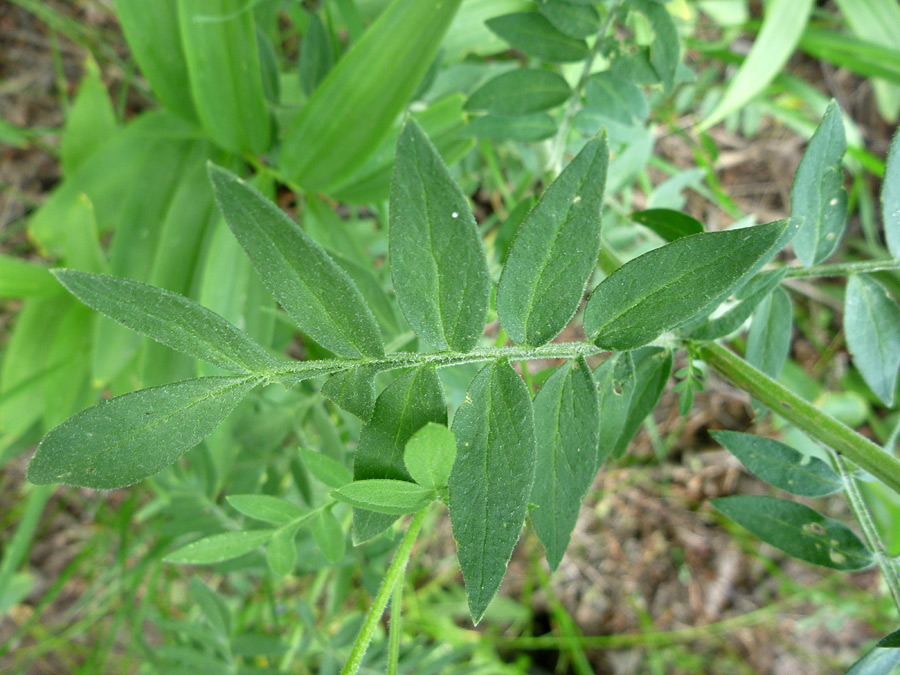 Leaf