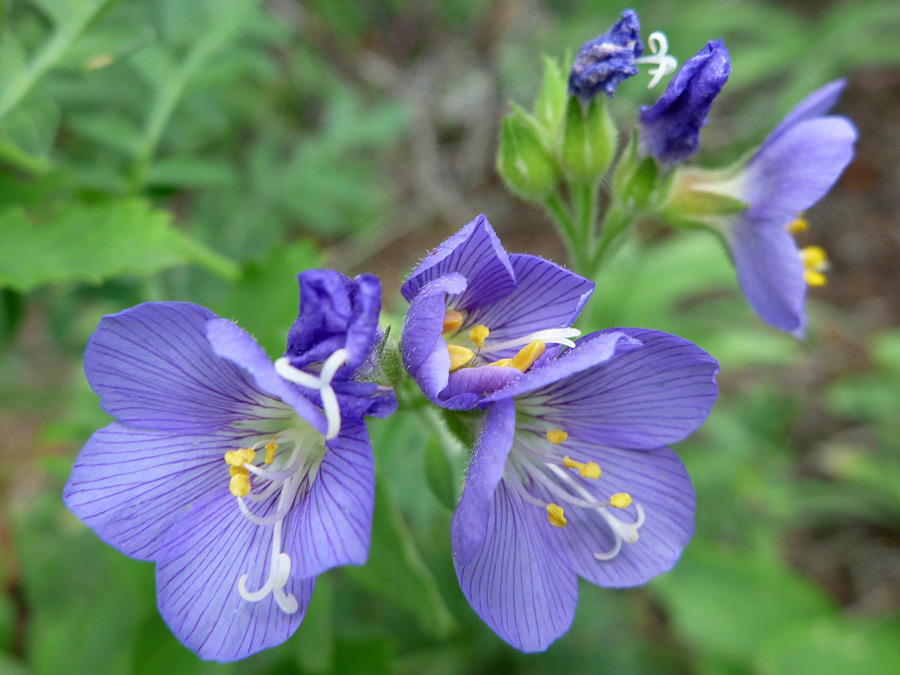 Group of flowers