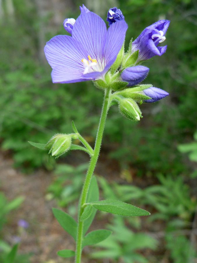 Hairy stem