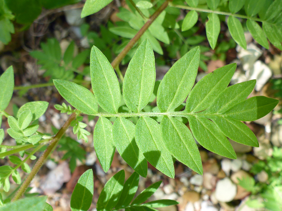 Pinnate leaf