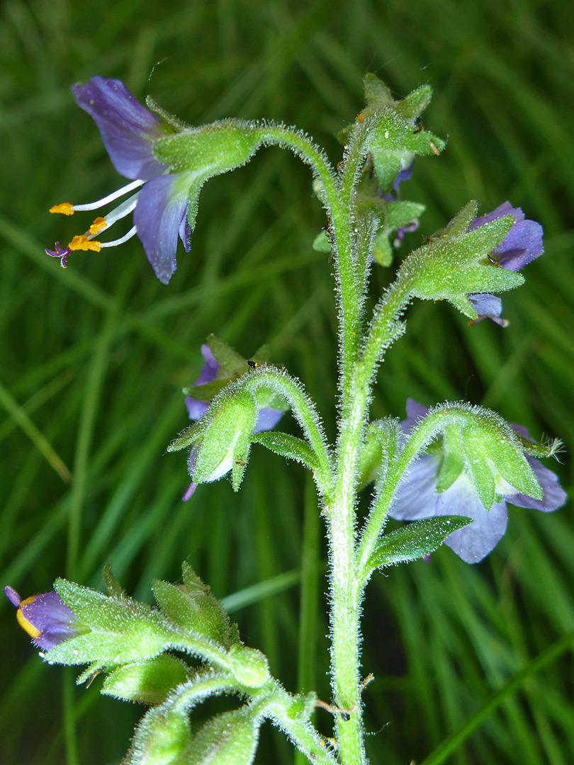 Pendent flowers