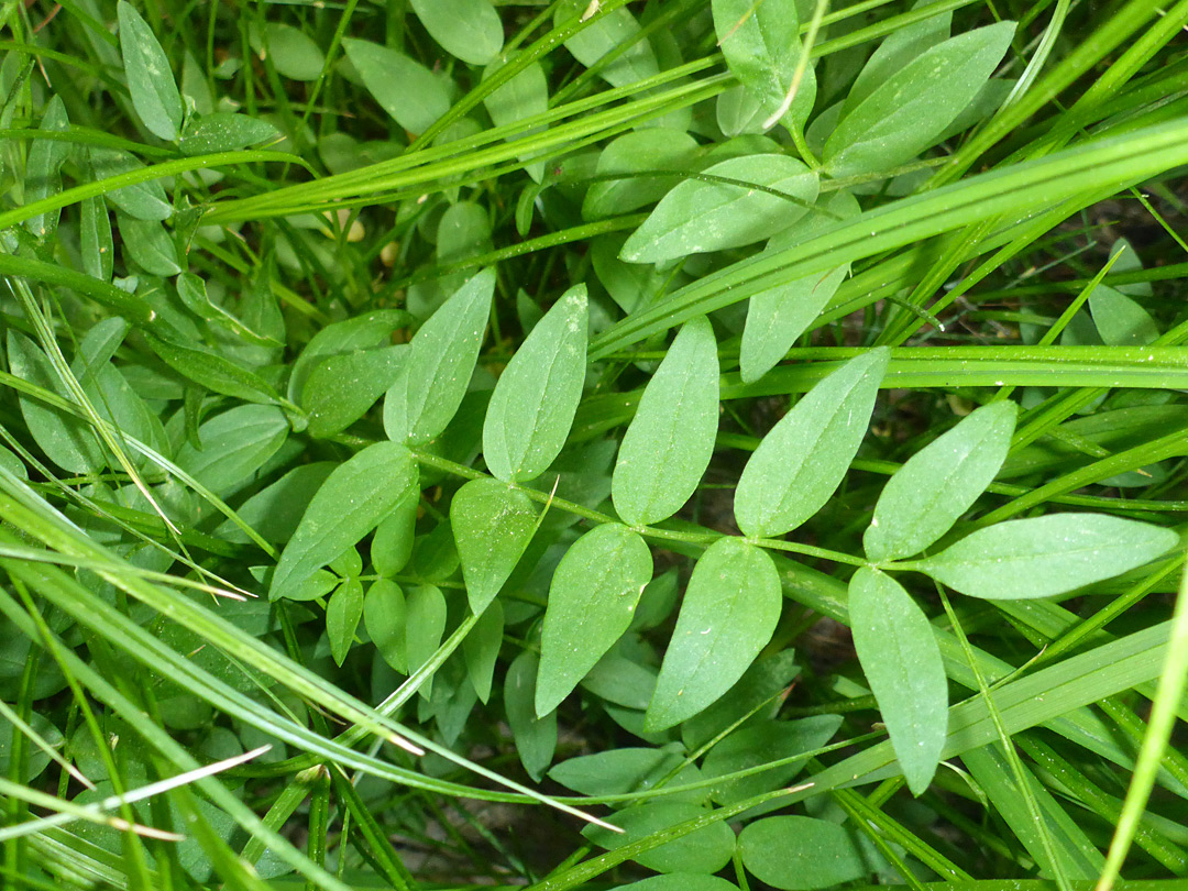 Pinnate leaf