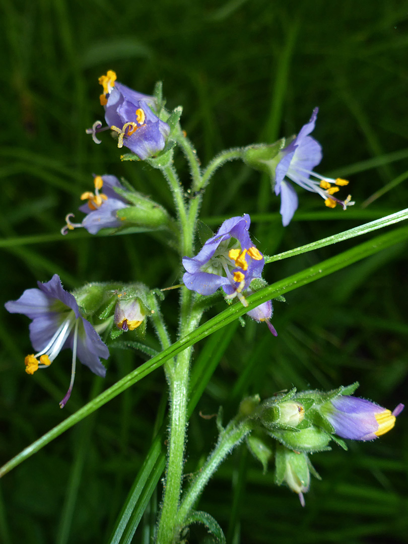 Purple flowers with yellow anthers