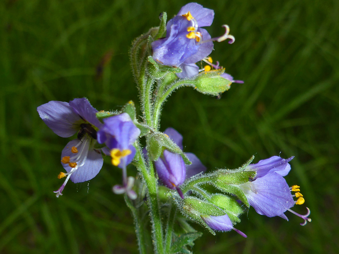 Cluster of flowers