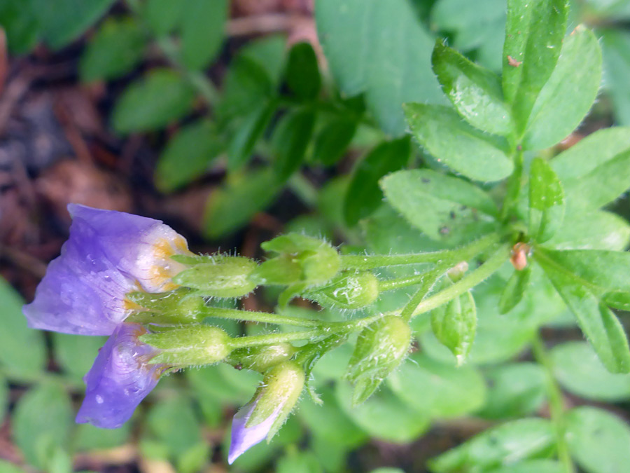 Small flower cluster