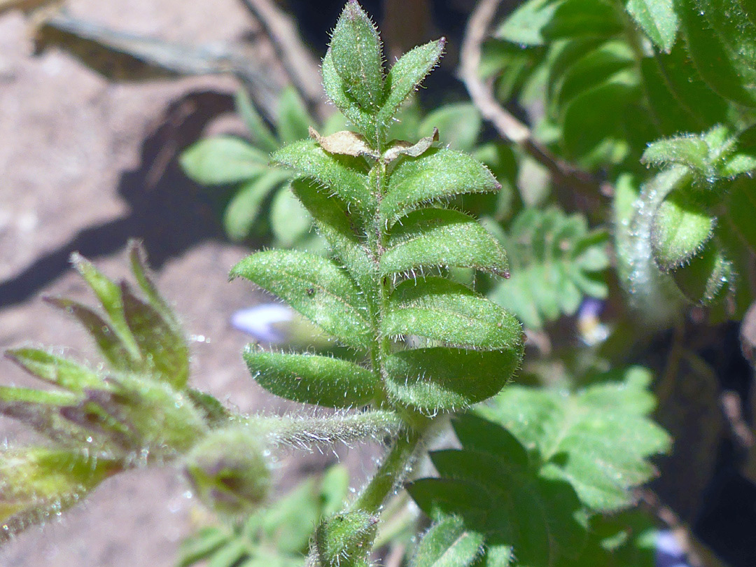 Pinnate leaves