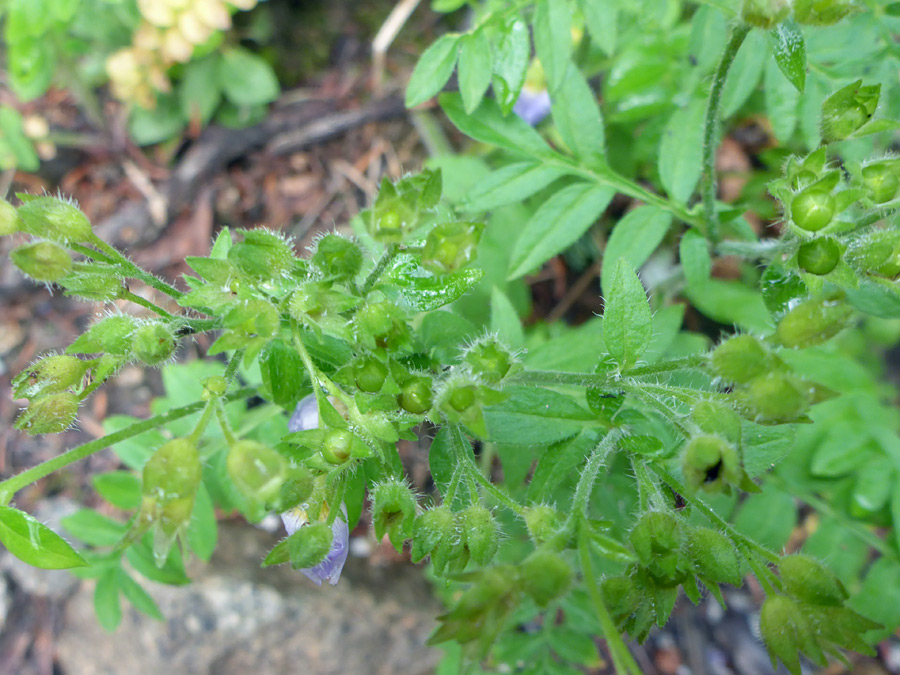 Green calyces