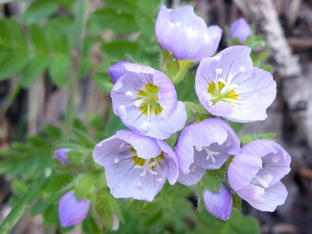 Flower cluster