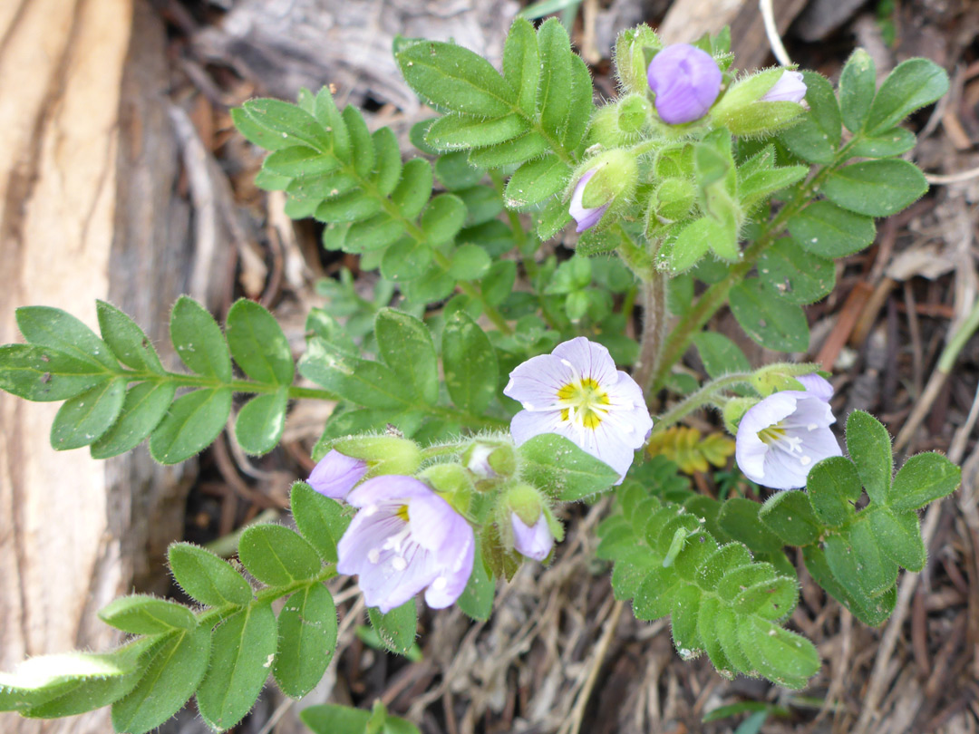 Leaves and flowers