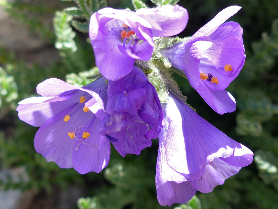 Small flower cluster