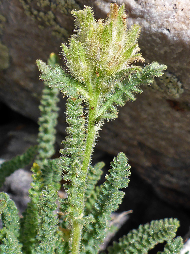 Glandular stem and leaves