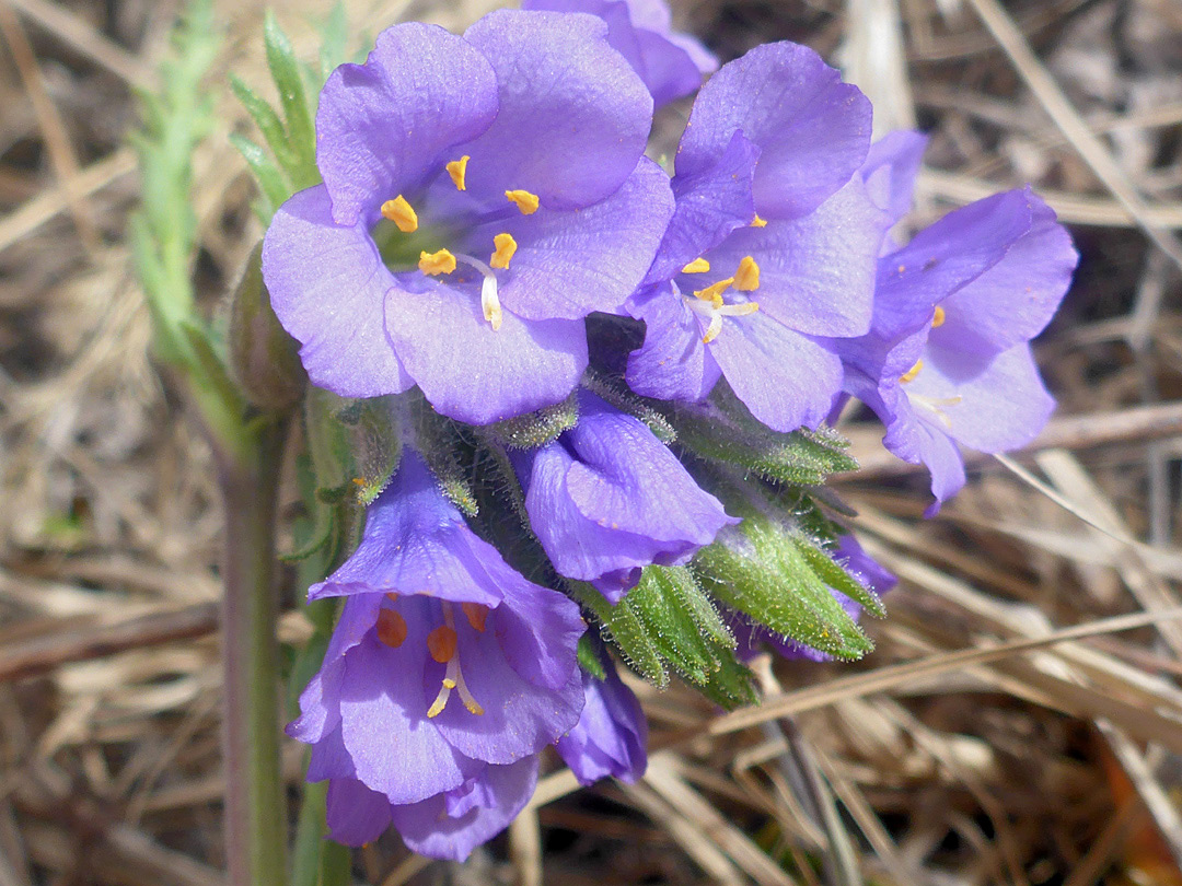 Large purple flowers