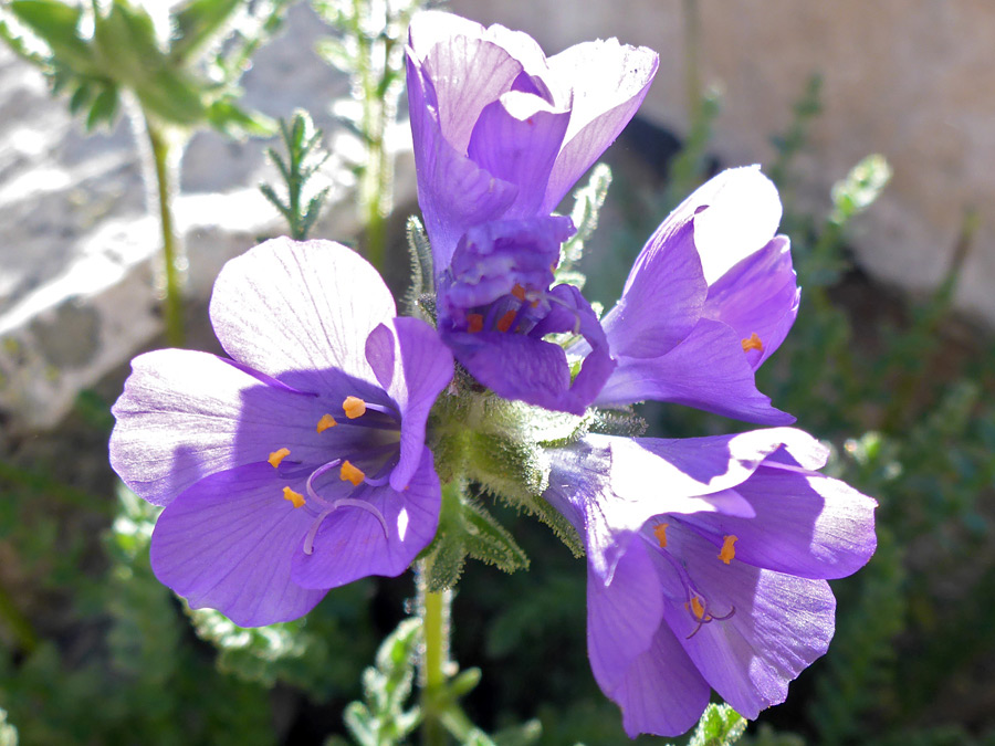 Purple flowers