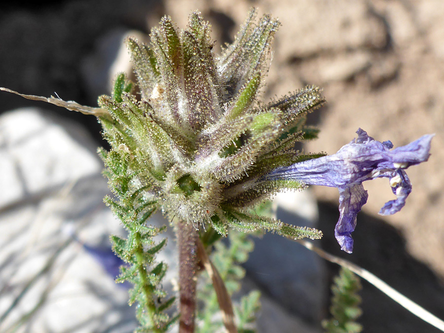 Calyces, after flowering