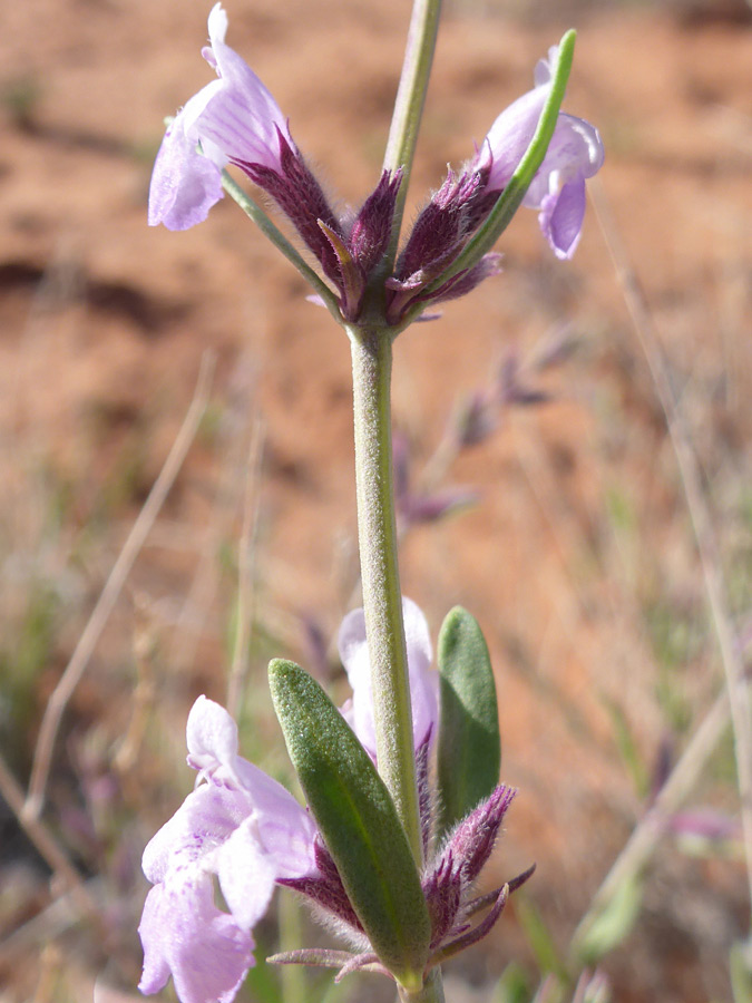 Two flowering nodes