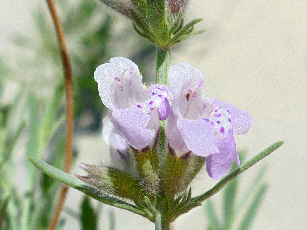 Pair of flowers