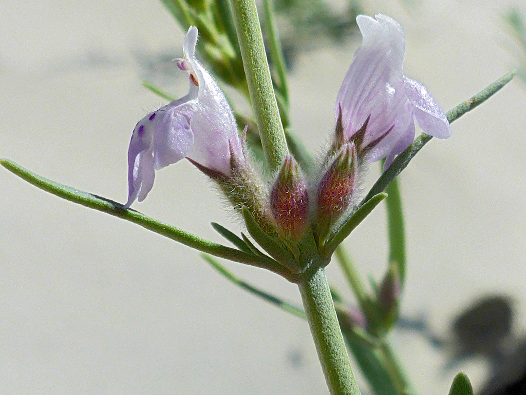 Buds and flowers