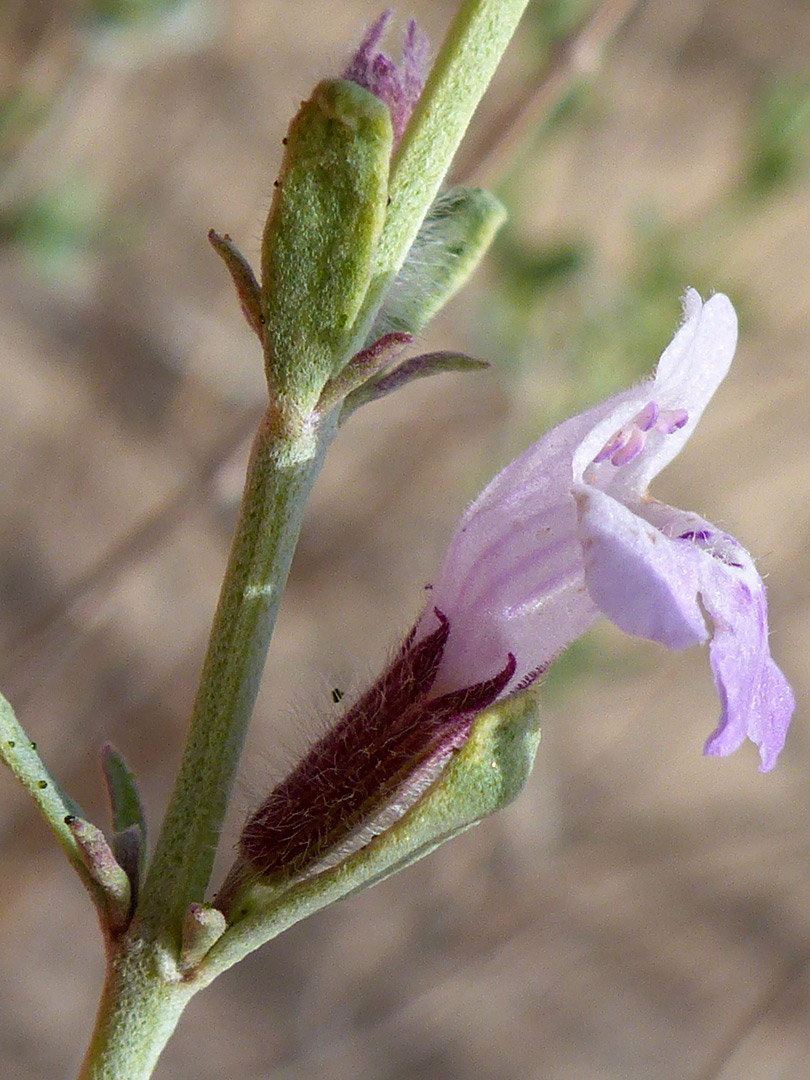Two-lipped flower