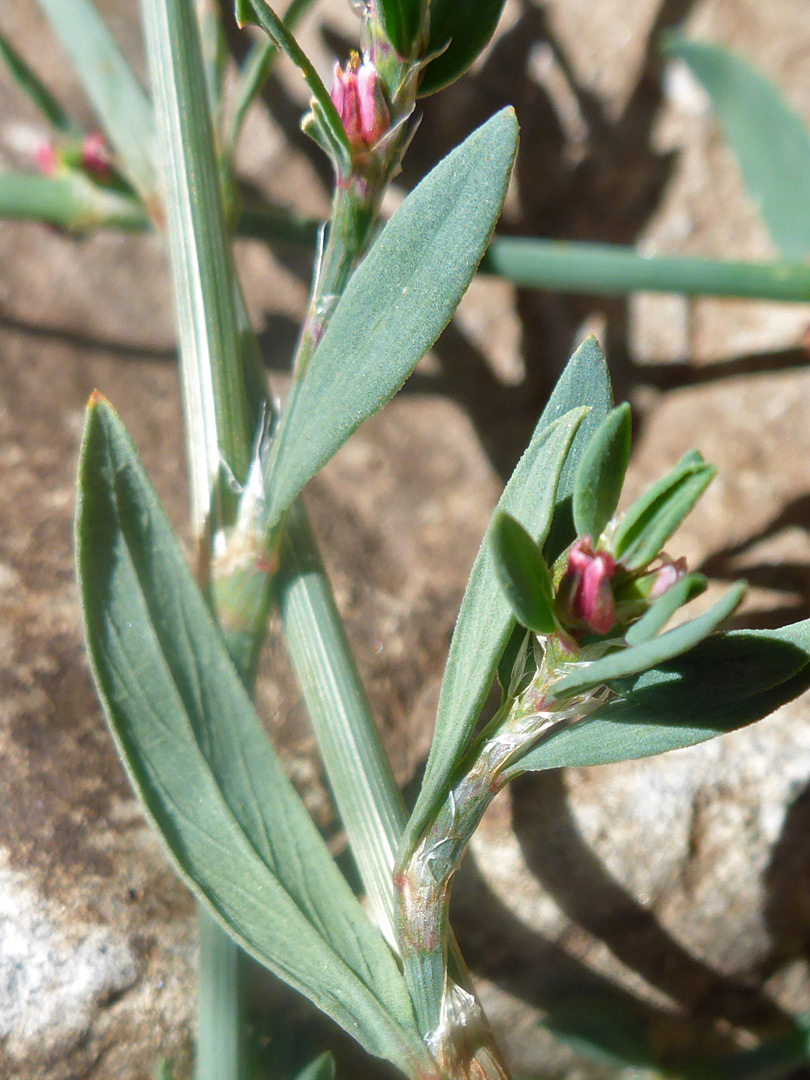 Flowers and leaves