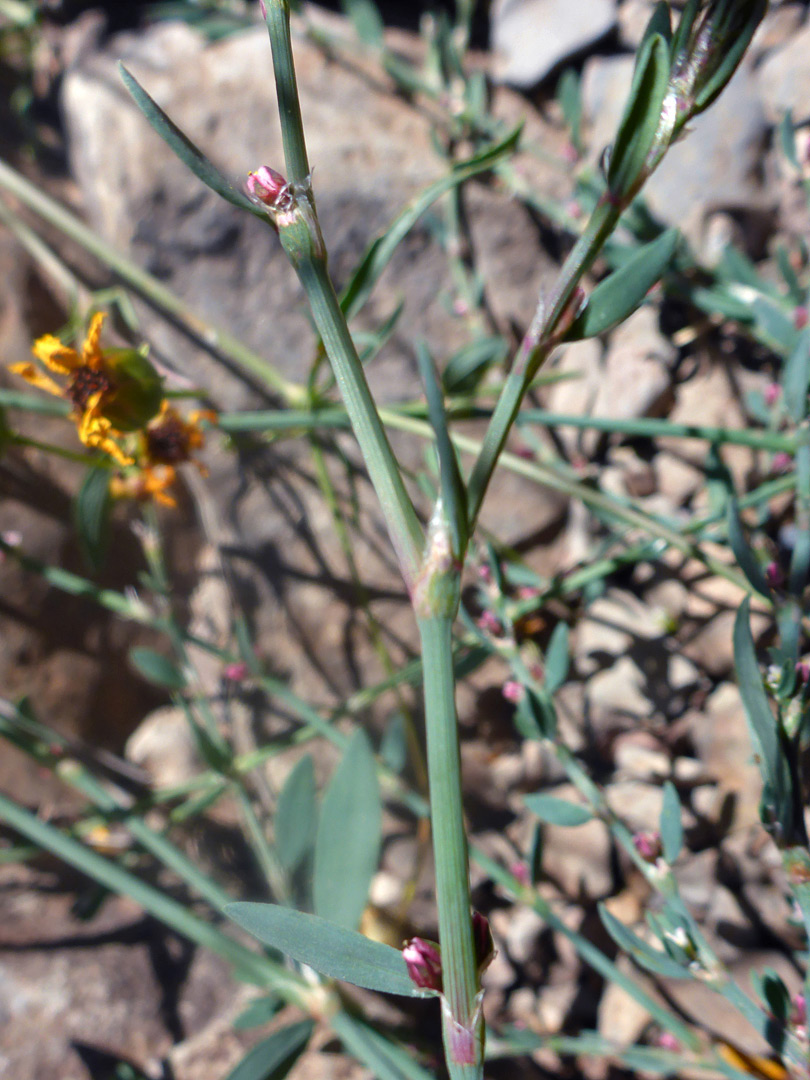 Branched stem