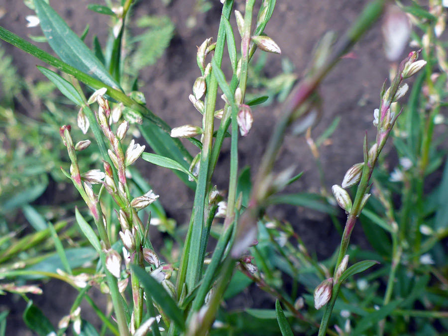 Elongated inflorescence