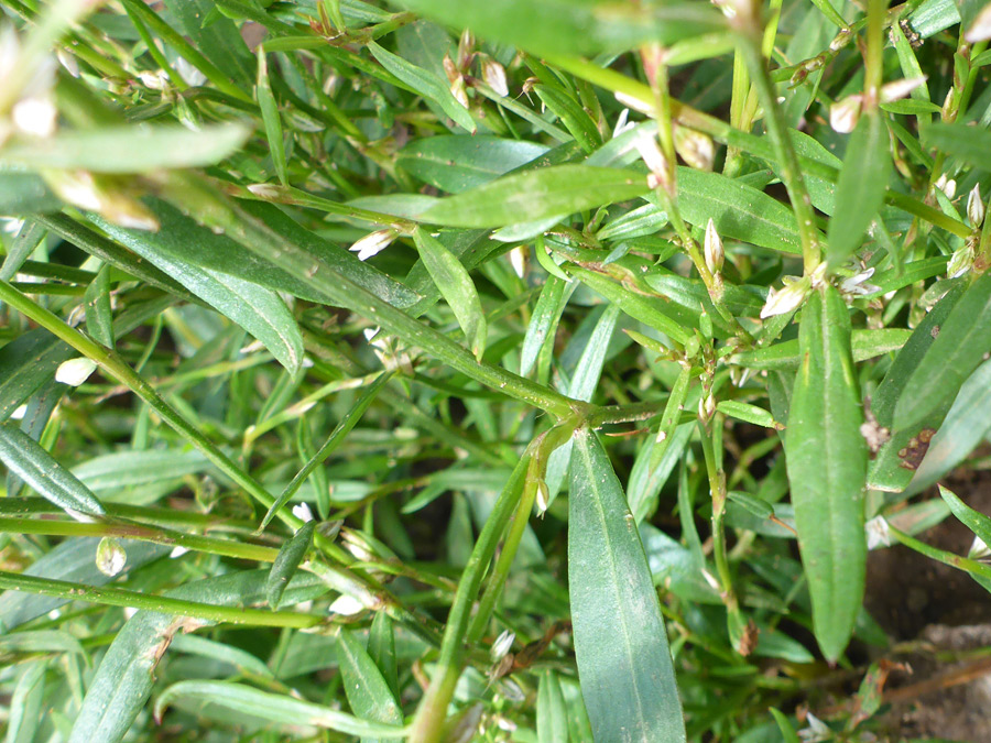 Stems and leaves