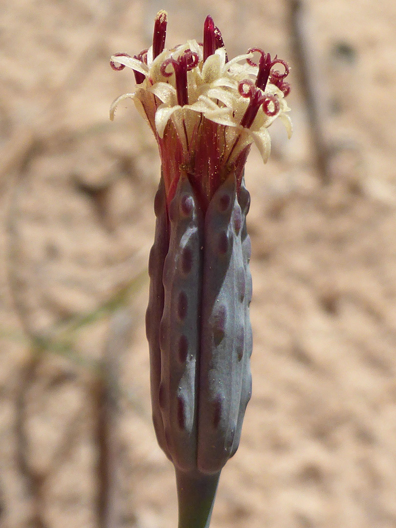 Slender flowerhead