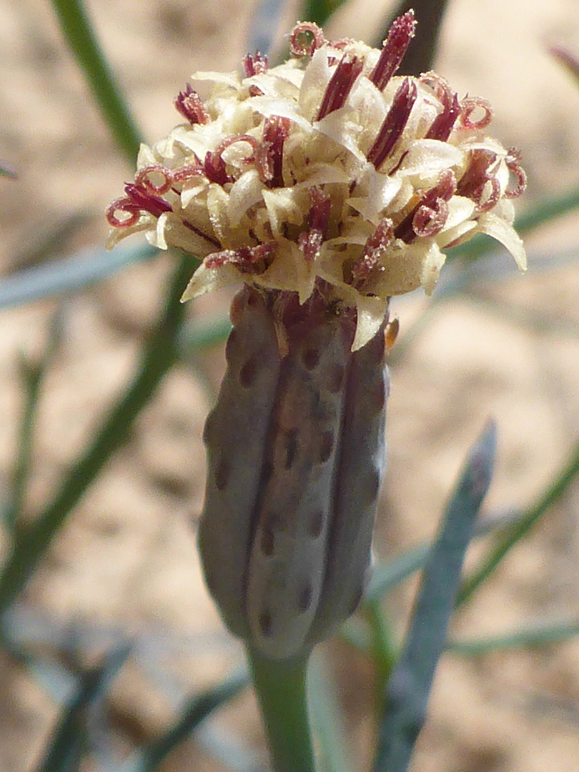 White and purple florets