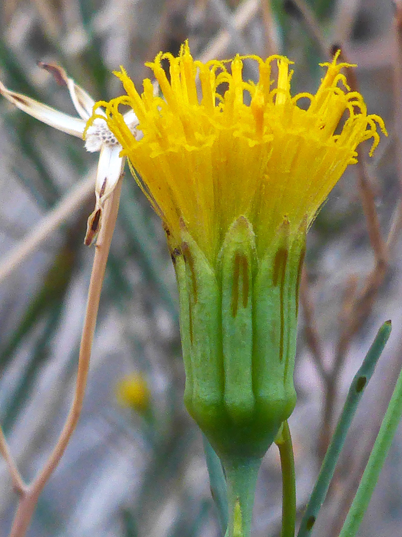Florets and phyllaries