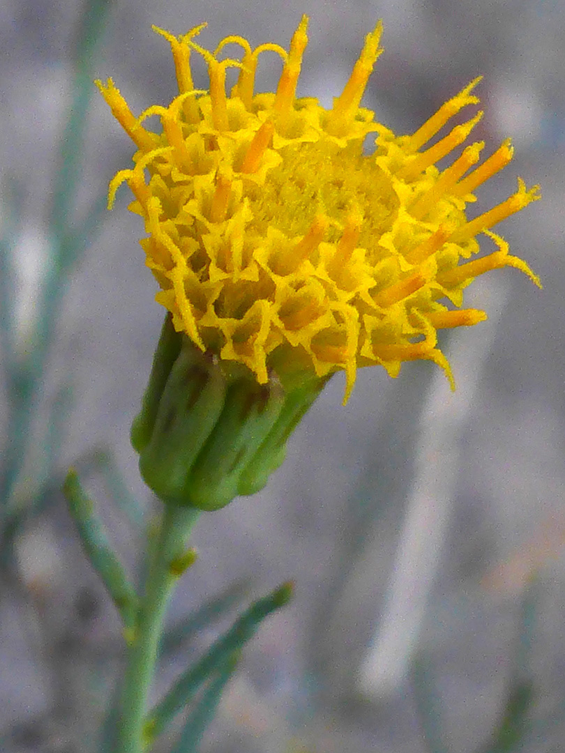 Yellow flowerhead